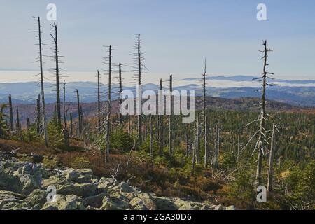 Alte norwegenfichte (Picea abies) Baumstämme und neu wachsende Bäume im Nationalpark Bayerischer Wald; Lusen, Bayern, Deutschland Stockfoto