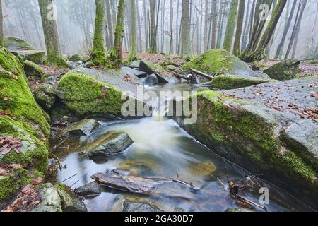 Ein Bach, der durch den Wald im Naturschutzgebiet Hollental fließt; Bayern, Deutschland Stockfoto