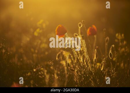 Mohnblüte oder Maisrose (Papaver Rhoeas); Bayern, Deutschland Stockfoto