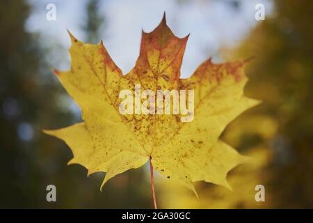 Farbige Blätter des Norwegenapfels (Acer platanoides); Bayern, Deutschland Stockfoto