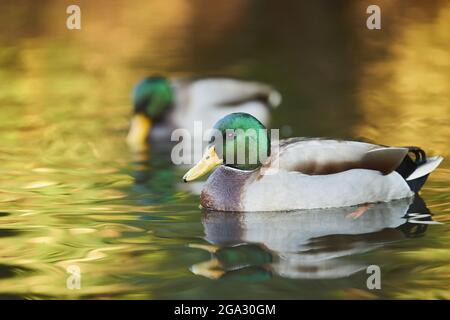 Männliche Stockente (Anas platyrhynchos), die auf einem See schwimmt; Bayern, Deutschland Stockfoto