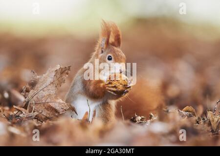 Eurasisches Rothörnchen (Sciurus vulgaris) trägt im Herbst eine Nuss im Mund; Bayern, Deutschland Stockfoto