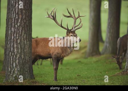 Rotwild (Cervus elaphus) im Wald, gefangen; Bayern, Deutschland Stockfoto