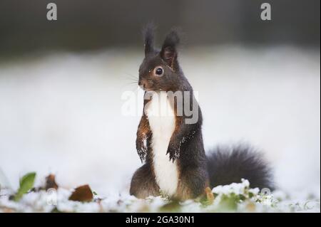 Eurasisches Rothörnchen (Sciurus vulgaris) Porträt; Bayern, Deutschland Stockfoto