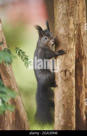 Eurasisches Rothörnchen (Sciurus vulgaris), das einen Baum klettert; Bayern, Deutschland Stockfoto