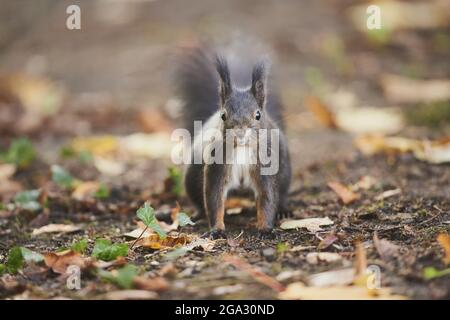 Eurasisches Rothörnchen (Sciurus vulgaris) Porträt; Bayern, Deutschland Stockfoto