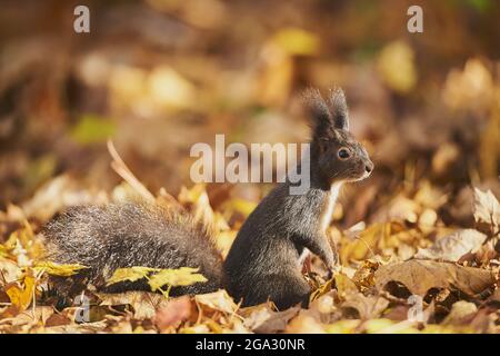 Eurasisches Rothörnchen (Sciurus vulgaris) Porträt; Bayern, Deutschland Stockfoto