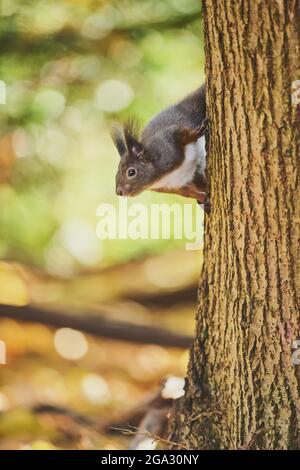 Eurasisches Rothörnchen (Sciurus vulgaris), das einen Baum klettert; Bayern, Deutschland Stockfoto