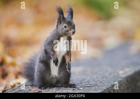 Eurasisches Rothörnchen (Sciurus vulgaris) Porträt; Bayern, Deutschland Stockfoto