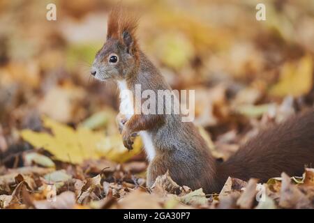 Eurasisches Rothörnchen (Sciurus vulgaris) Porträt; Bayern, Deutschland Stockfoto