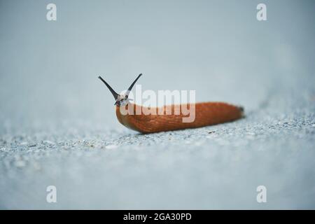 Europäische rote Schnecke (Arion rufus) auf einer Straße; Bayern, Deutschland Stockfoto