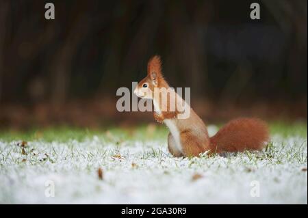 Eurasisches Rothörnchen (Sciurus vulgaris) Porträt; Bayern, Deutschland Stockfoto