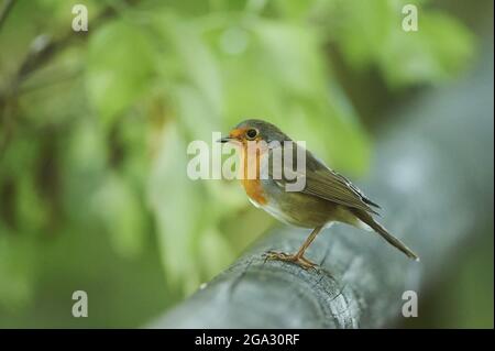 Europäischer Rotkehlchen (Erithacus rubecula); Bayern, Deutschland Stockfoto