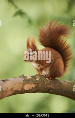 Eurasisches Rothörnchen (Sciurus vulgaris) Alarm auf einem Ast; Bayern, Deutschland Stockfoto