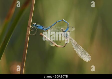 Zwei azurblaue Damselfliegen (Coenagrion puella), die mit ihrem Körper eine Herzform bilden; Bayern, Deutschland Stockfoto