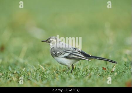 Weiße Bachstelze (Motacilla alba) Küken auf einer Wiese; Bayern, Deutschland Stockfoto