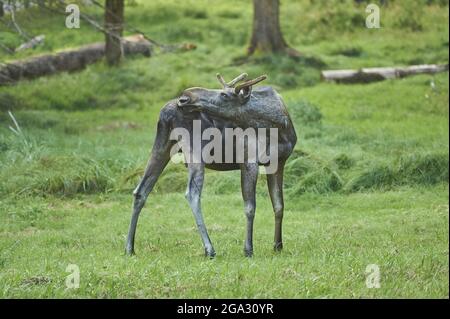 Elch- oder Elchbulle (Alces alces) auf einer Waldlichtung, Gefangener Nationalpark Bayerischer Wald; Bayern, Deutschland Stockfoto