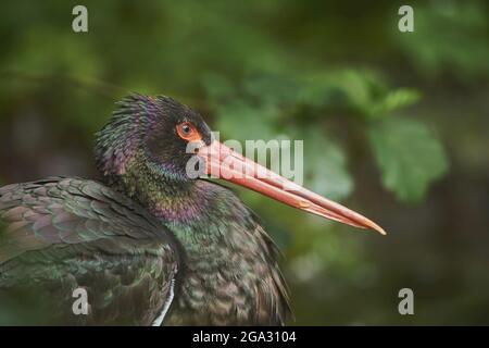Porträt eines Schwarzstorchs (Ciconia nigra), gefangen, Nationalpark Bayerischer Wald; Bayern, Deutschland Stockfoto