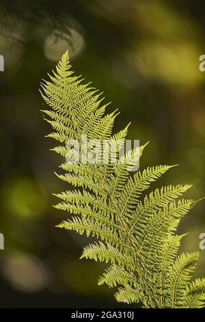 Männliches Farnblatt (Dryopteris filix-Mas); Bayern, Deutschland Stockfoto