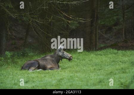 Elch- oder Elchkuh (Alces alces) auf einer Waldlichtung, gefangen, Nationalpark Bayerischer Wald; Bayern, Deutschland Stockfoto