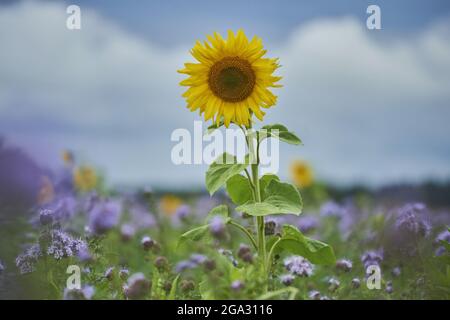 Die gewöhnliche Sonnenblume (Helianthus annuus) blüht in einem Lacy-Phacelia-, Blaugansig- oder Purpurgansfeld (Phacelia tanacetifolia); Bayern, Deutschland Stockfoto