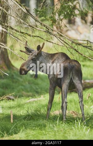 Elch- oder Elchkuh (Alces alces) auf einer Waldlichtung, gefangen, Nationalpark Bayerischer Wald; Bayern, Deutschland Stockfoto