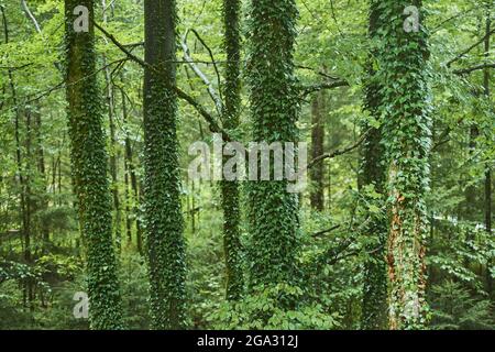 Efeu oder englischer Efeu (Hedera Helix), der auf einem Baumstamm wächst, Berchtesgadener Land; Bayern, Deutschland Stockfoto