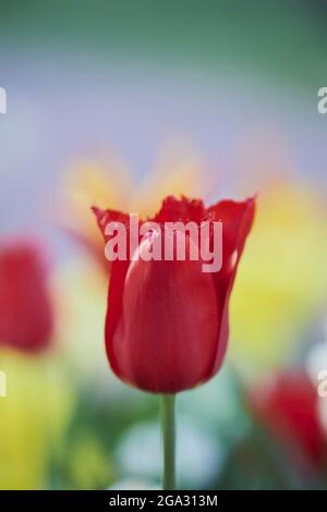 Didier-Tulpe oder Gartentupe (Tulipa gesneriana) blühen; Bayern, Deutschland Stockfoto