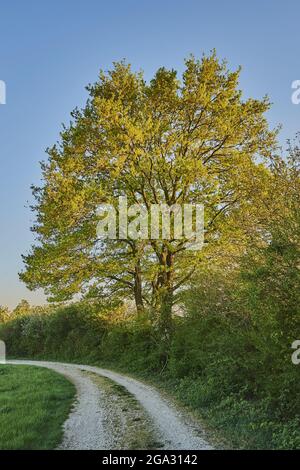 Großer Baum, der neben einem Pfad steht, dessen Laub sich golden färbt; Bayern, Deutschland Stockfoto