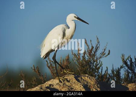 Wildtiere der Silberreiher (Egretta garzetta), Parc Naturel Regional de Camargue; Saintes-Maries-de-la-Mer, Frankreich Stockfoto