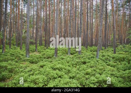 Waldkiefer oder Rotkiefer (Pinus sylvestris) mit jungen europäischen Heidelbeer-Sträuchern (Vaccinium myrtillus); Bayern, Deutschland Stockfoto