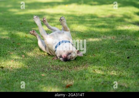High-Angle-Fokus-Aufnahme einer weißen französischen Bulldogge, die in einem Park auf Gras spielt Stockfoto