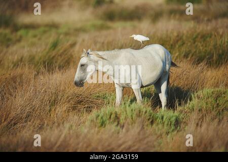 Camargue Pferd (Equus ferus) steht auf einem Feld mit einem Vogel auf dem Rücken; Camargue, Frankreich Stockfoto
