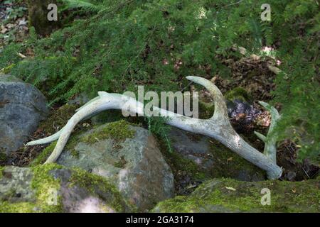 Ein Elchgeweih wurde auf dem Boden vergossen. Stockfoto