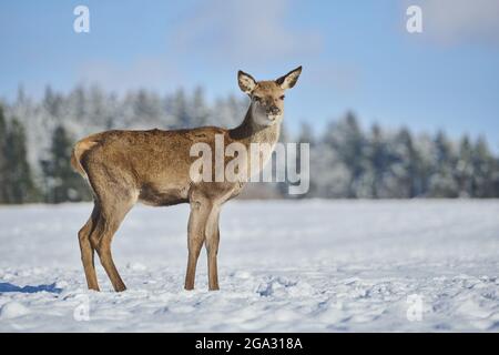 Rothirsche (Cervus elaphus) tun auf einer verschneiten Wiese; Bayern, Deutschland Stockfoto