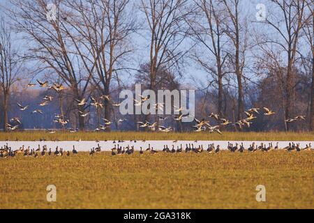 Großgänse (Anser albifrons) und Graugänse (Anser anser), die am Abend von einer Wiese in der Nähe der Donau starten Stockfoto