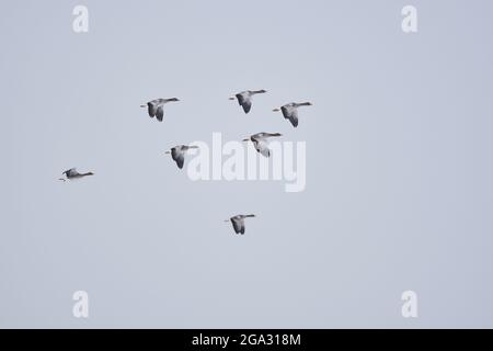 Graugänse (Anser anser) fliegen im Abendhimmel; Kiefenholz, Wiesent, Bayern, Deutschland Stockfoto