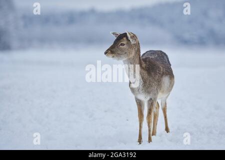 Porträt eines jungen Damhirsches (Dama dama); Bayern, Deutschland Stockfoto