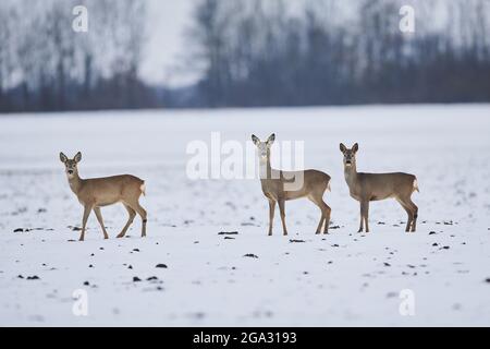 Drei Hirsche (Capreolus capreolus), die auf einem verschneiten Feld stehen; Wiesent, Bayern, Deutschland Stockfoto