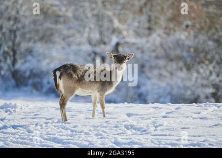 Damhirsche (Dama dama) auf einer verschneiten Wiese; Bayern, Deutschland Stockfoto