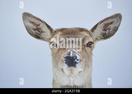 Porträt eines Rothirsches (Cervus elaphus), gefangen; Bayern, Deutschland Stockfoto