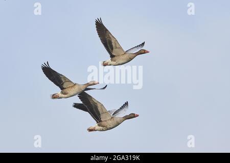 Graugänse (Anser anser) fliegen im Abendhimmel; Kiefenholz, Wiesent, Bayern, Deutschland Stockfoto