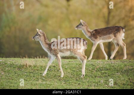Zwei Damhirsche (Dama dama) dehen auf einer Wiese, gefangen; Bayern, Deutschland Stockfoto