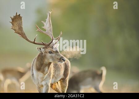 Damhirsch (Dama dama) Porträt, gefangen; Bayern, Deutschland Stockfoto