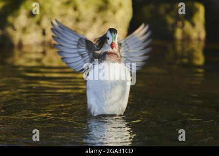 Mandarinente (Aix galericulata) Männchen auf einem See; Bayern, Deutschland Stockfoto