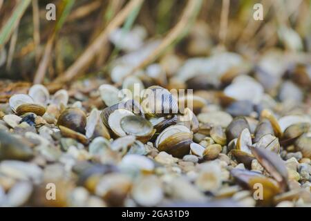 Geschwollene Flussmuschel (Unio tumidus) am Ufer der Donau; Pfatter Au, Bayern, Deutschland Stockfoto