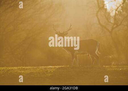 Damhirsch (Dama dama) Porträt, gefangen; Bayern, Deutschland Stockfoto