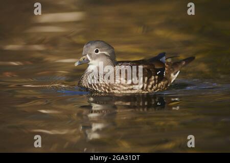 Mandarinente (Aix galericulata) Weibchen schwimmend auf einem See; Bayern, Deutschland Stockfoto