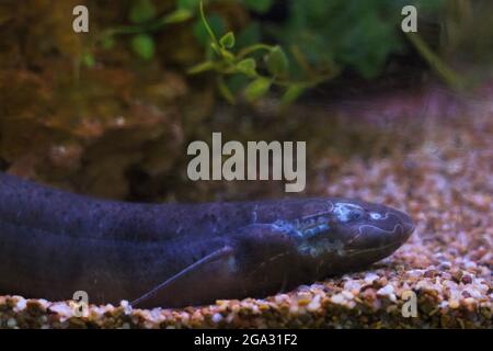 Ein westafrikanischer Lungenfisch. Stockfoto