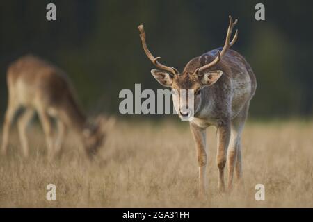 Damwild (Dama dama) auf einer Wiese, gefangen; Bayern, Deutschland Stockfoto